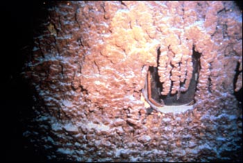 Una mare di "rusticles".